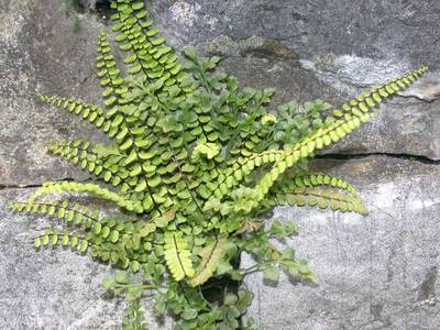 Asplenium trichomanes L. [Famille : Aspleniaceae]