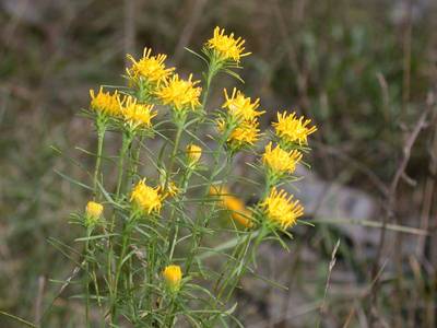 Aster linosyris (L.) Bernh. [Famille : Asteraceae]