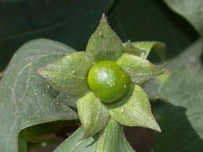 Atropa belladonna L. [Famille : Solanaceae]