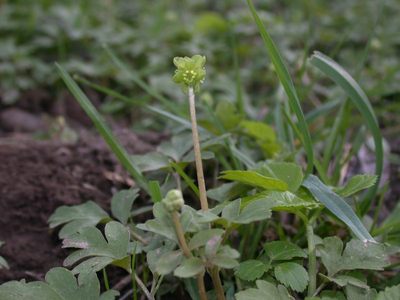 Adoxa moschatellina L. [Famille : Adoxaceae]