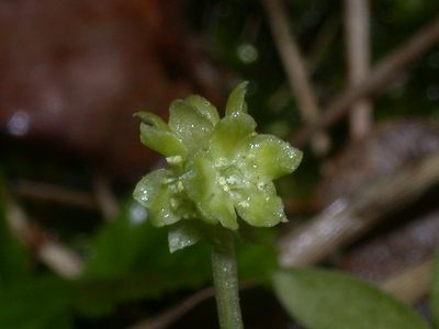 Adoxa moschatellina L. [Famille : Adoxaceae]