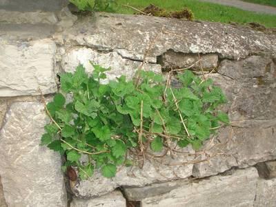 Ballota nigra L. subsp. meridionalis Bguinot [Famille : Lamiaceae]