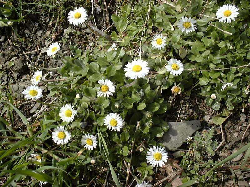 Bellis perennis L. [Famille : Asteraceae]