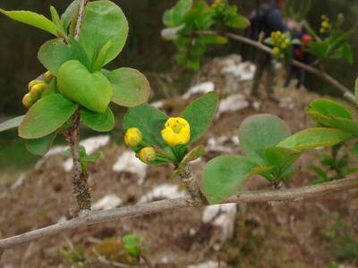 Berberis vulgaris L. [Famille : Berberidaceae]