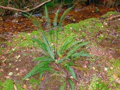 Blechnum spicant (L.) Roth [Famille : Blechnaceae]