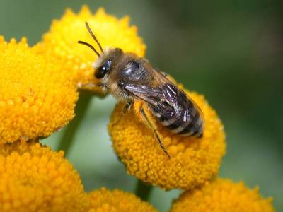 Colletes daviesanus [Famille : Apidae]
