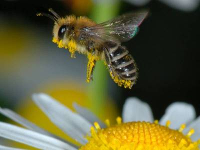 Colletes daviesanus [Famille : Apidae]