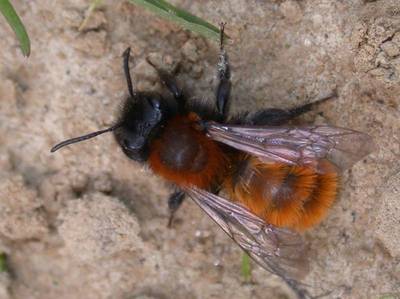 Andrena fulva [Famille : Apidae]