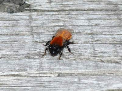 Andrena fulva [Famille : Apidae]