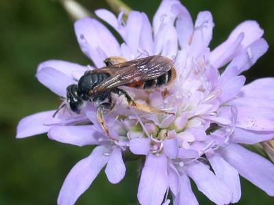 Andrena hattorfiana [Famille : Apidae]