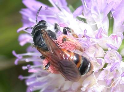 hte : Andrena hattorfiana