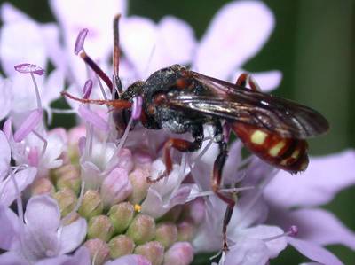 Nomada armata [Famille : Apidae]