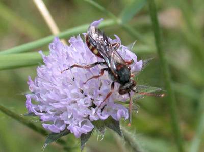 visiteur : Nomada armata