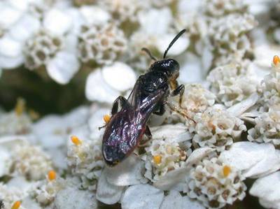 Sphecodes species [Famille : Apidae]