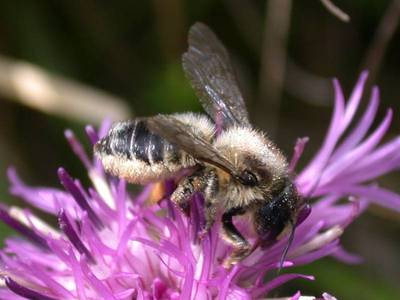 visiteur : Megachile species