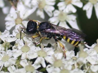 Ectemnius species [Famille : Crabronidae]