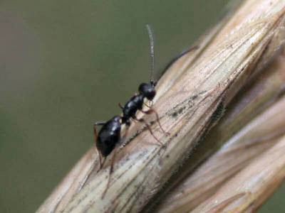 Groupe des Gelinae [Famille : Ichneumonidae]