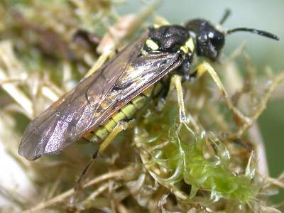 Tenthredo arctuata [Famille : Tenthredinidae]