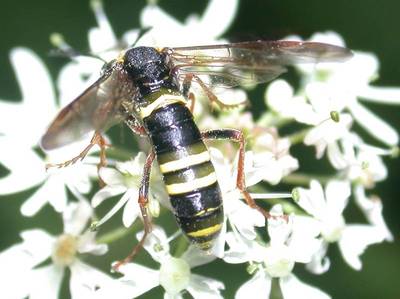 Tenthredo vespa-scophulariae [Famille : Tenthredinidae]