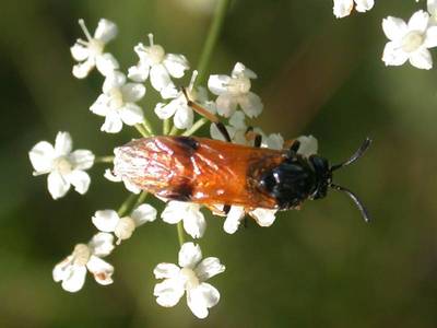 Arge melanochroa [Famille : Argidae]