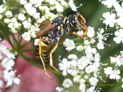 Polistes gallicus [Famille : Vespidae]