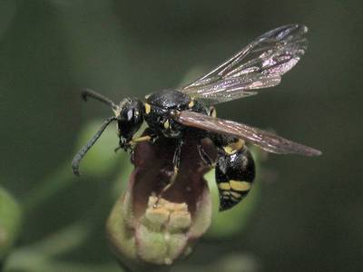 Odynerus species [Famille : Vespidae]