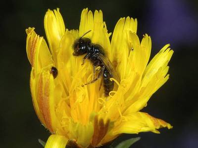 Panurgus calcaratus [Famille : Apidae]