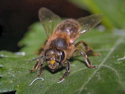Apis mellifera [Famille : Apidae]