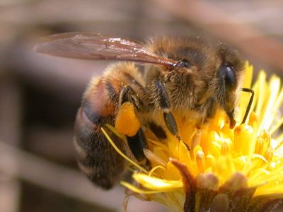 proie : Apis mellifera