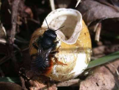 Osmia bicolor [Famille : Apidae]