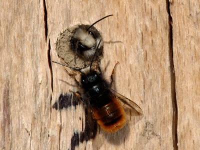 Osmia cornuta [Famille : Apidae]