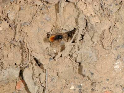 Osmia cornuta [Famille : Apidae]
