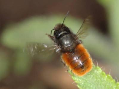 Osmia cornuta [Famille : Apidae]