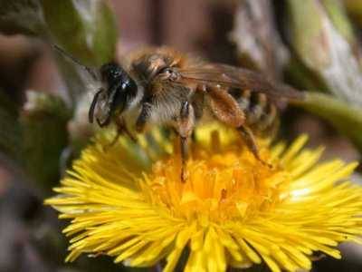Andrena flavipes [Famille : Apidae]