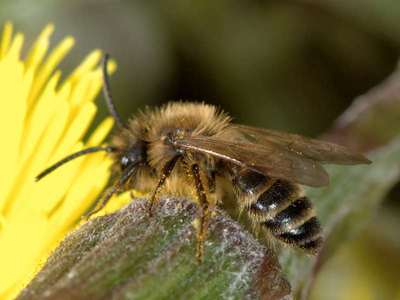 Andrena flavipes [Famille : Apidae]