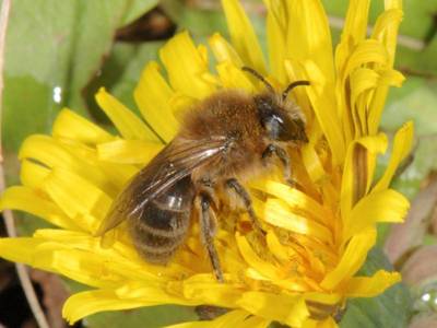 hte : Colletes cunicularius