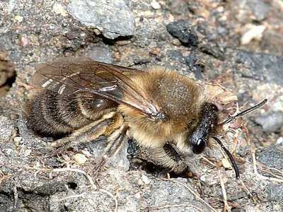 Colletes cunicularius [Famille : Apidae]