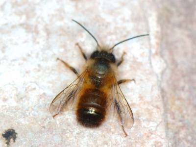 Osmia rufa [Famille : Apidae]