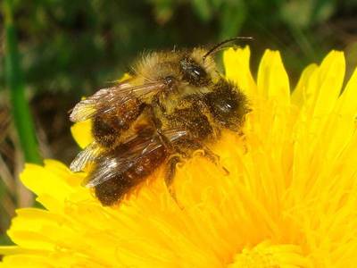 Osmia rufa [Famille : Apidae]