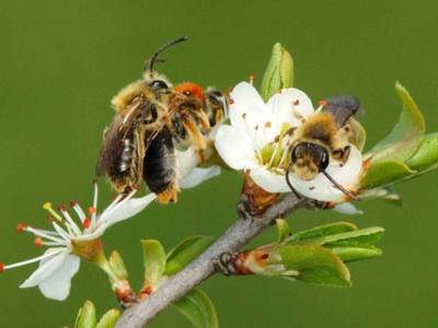 Andrena haemorrhoa [Famille : Apidae]