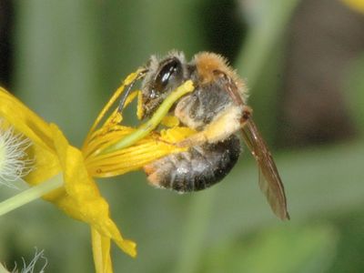 Andrena haemorrhoa [Famille : Apidae]