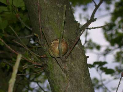 Biorhiza pallida [Famille : Cynipidae]