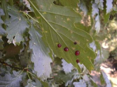 Cynips divisa [Famille : Cynipidae]