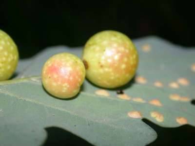 hte : Cynips quercusfolii