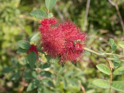 Diplolepis rosae [Famille : Cynipidae]