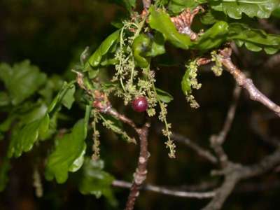 Neuroterus quercusbaccarum [Famille : Cynipidae]