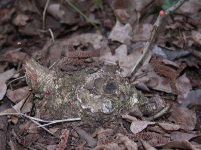 Trigonaspis megaptera [Famille : Cynipidae]
