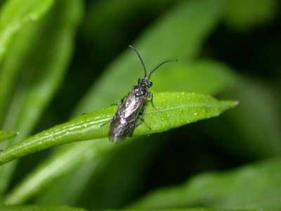 Dolerus species [Famille : Tenthredinidae]