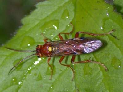 Tenthredopsis species -1- [Famille : Tenthredinidae]