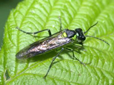 Tenthredo groupe mesomela [Famille : Tenthredinidae]